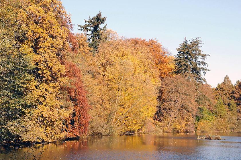 1578_1655 Weit ragen die ste der Bume ber das Wasser des Schleusenteichs, der von der gestauten Alster gebildet wird. Das Laub der Bume leuchtet in allen Herbstfarben, goldgelb, rostrot und rotbraun.