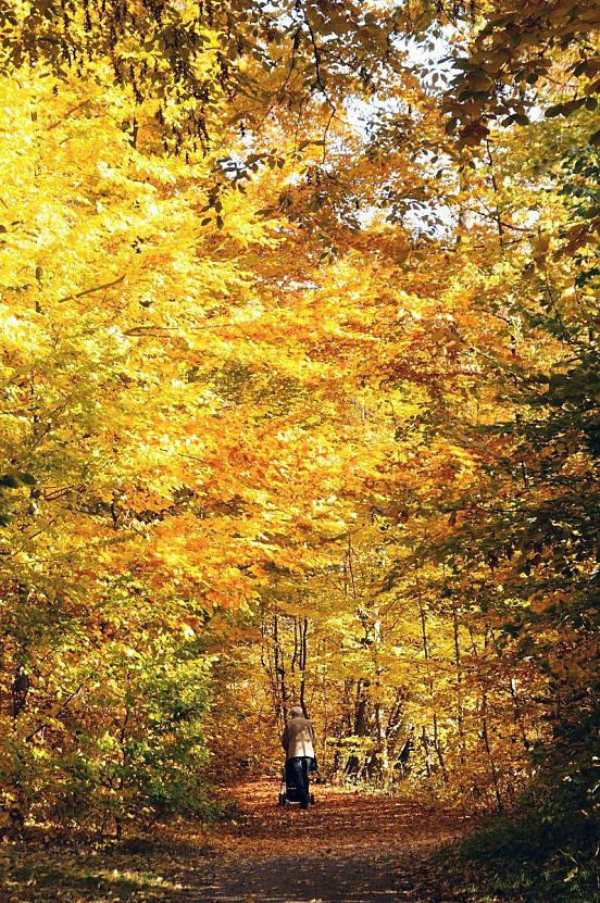 1591_1642 Herbststimmung am Alsterwanderweg in Hamburg Poppenbttel - die Laubbume leuchten golden, Laub liegt auf dem Weg. Eine Spaziergngerin schiebt eine Kinderkarre entlang das lichtdurchflutete herbstliche Bltterdach. 