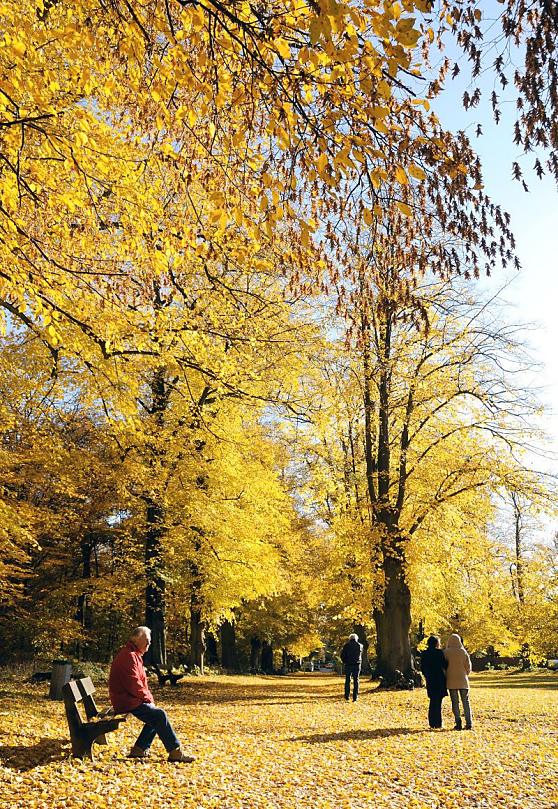 1629_1715 Der Weg beim Torhaus im Hamburger Stadtteil Wellingsbttel ist dicht mit gelben / goldenen Herbstlaub der Linden bedeckt. SpaziergngerInnen gehen durch die warme Herbstsonne unter den Linden entlang.