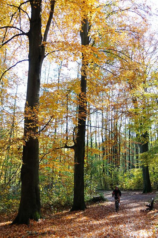 1642_1702 Radfahrer auf dem Alsterwanderweg, der durch Hamburg Wellinsbttel entlang der Alster fhrt. Die Herbstsonne scheint durch die hohen Laubbume des Waldes; der Boden ist mit Herbstlaub bedeckt. 