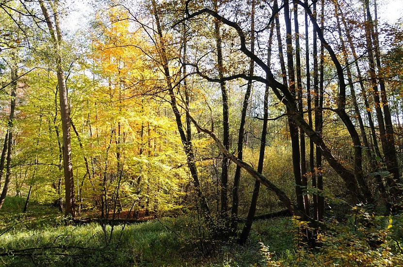 1655_1681 Urwaldlandschaft am Ufer der Alster - Naturschutzgebiete in der Hansestadt Hamburg. Der Uferbereich des Alsterlaufs ist mit Bumen und Gestrpp dicht bewachsen; die Herbstsonne scheint auf die goldgelben Bltter eines Baums. 