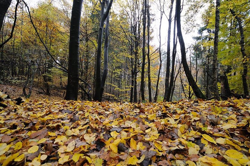 1693_2375 Dicht liegt das nasse Herbstlaub auf dem Boden in einem Waldstck in der nhe der Saselbek in Hamburg Sasel.