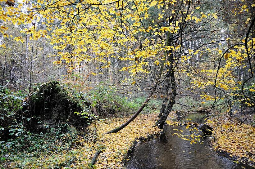 1698_2388 Der schmale Bach Saselbek fliesst durchr ein Waldstck in Hamburg Sasel. Abgefallenes Herbstlaub liegt am Boden beim Ufer des kleinen Hamburger Flusses.