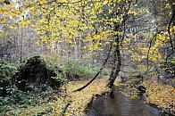 1698_2388 Der schmale Bach Saselbek fliesst durchr ein Waldstck in Hamburg Sasel. Abgefallenes Herbstlaub liegt am Boden beim Ufer des kleinen Hamburger Flusses. 