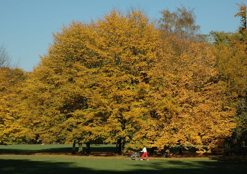 16_03807 bei strahlendem Sonnenschein und blauem Herbsthimmel schiebt eine junge Mutter ihre Kinderkarre ber eine Wiese - die vielen Buchen im Park haben ihre Bltter herbstlich gefrbt und unter den Bumen liegt das gelbe Herbstlaub.  www.christoph-bellin.de