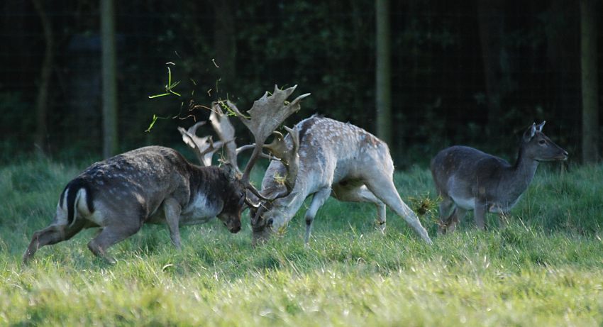 16_03830  Herbst im Niendorfer Gehege, Hirschbrunft bei dem Damwild; zwei Damhirsche kmpfen um die Vorherrschaft im Rudel. Die mchtigen Schaufelgeweihe der Hirsche sind ineinander verhakt - das Gras wird vom den kmpfenden Tieren aufgewirbelt. Eine Hirschkuh steht anscheinend desinteressiert neben dem Kampfplatz. www.christoph-bellin.de