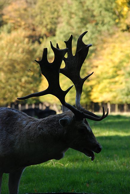 16_03831  ermattet steht ein Damhirsch nach dem Kampf auf der Wiese; seine mchtiges Schaufelgeweih hebt sich als Silhouette deutlich vor dem herbstlichen gefrbten Hintergrund der Bume vom Niendorfer Gehege ab.  www.christoph-bellin.de