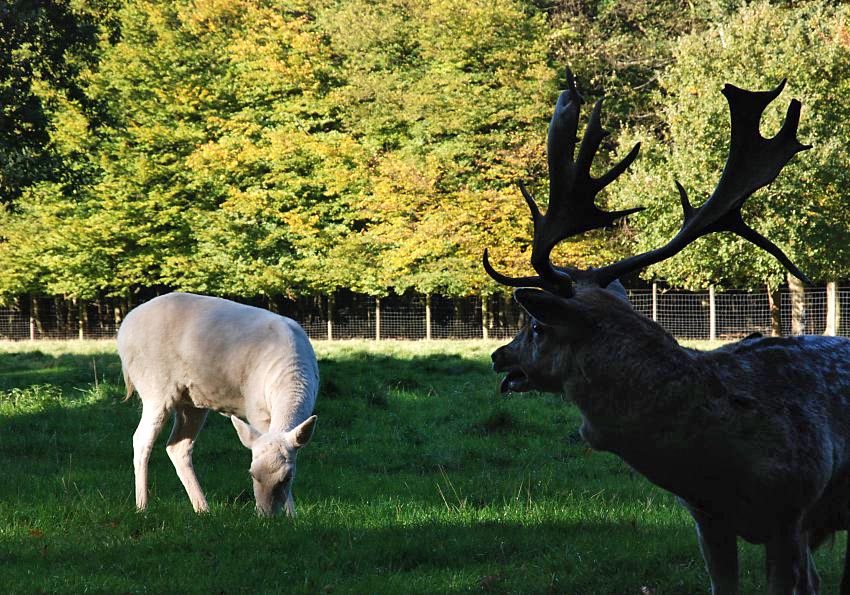 16_03832  eine weisse Hirschkuh von der Damwild - Herde im Niendorfer Gehege st auf der Wiese - der Platzhirsch schaut ihr dabei zu - im Hintergrund der Zaun, der das Wildgehege vom Niendorfer Wald abtrennt. Die grossen Bume beginnen ihre Herbstfrbung anzunehmen.  www.christoph-bellin.de