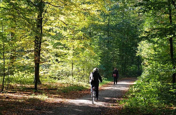 16_03833  Frhherbst im Niendorfer Wald - die Herbstsonne scheint durch die schon leicht verfrbten Zweige den Niendorfer Naherholung-Waldes; schon liegt braunes Laub auf dem Waldboden. Eine Fahrradfahrerin und Spaziergngerin auf dem Waldweg.  www.christoph-bellin.de