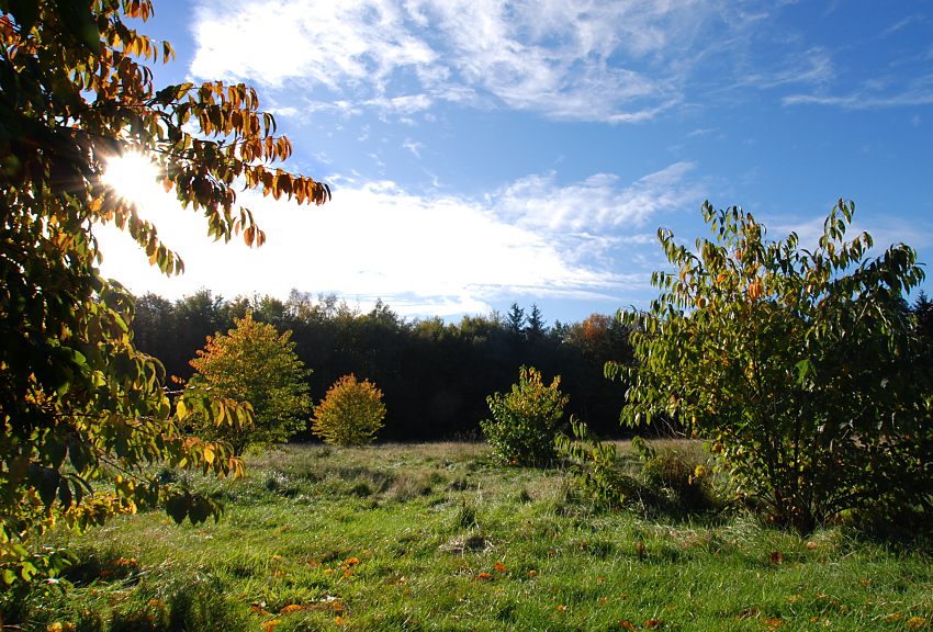16_03837  herbstliche Wiese im Niendorfer Gehege - die niedrig stehende Herbstsonne strahl durch das rtliche, rotbraune Herbstlaub eines Strauchs - am blauen Himmel sind nur einige Wolken zu erkennen.  www.christoph-bellin.de