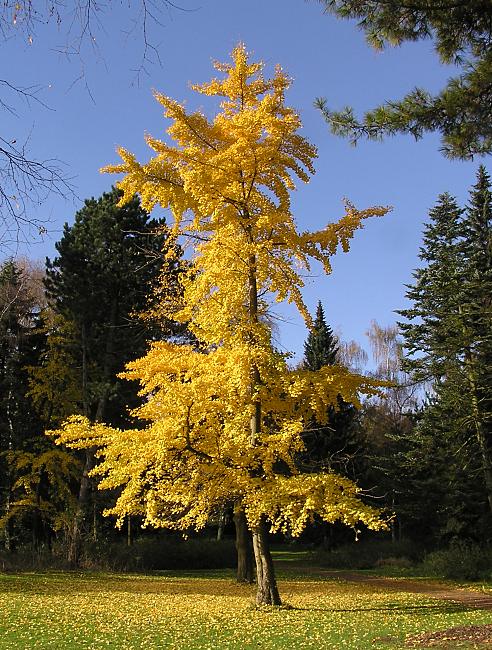 16_03839  ein Ginko-Baum in einem Hamburger Park hat seine Bltter in ein strahlendes Gelb herbstlich verfrbt. Das Gras unter dem Baum ist mit abgefallenem Laub bedeckt - der Baum glnzt fast golden in der Herbsonne.