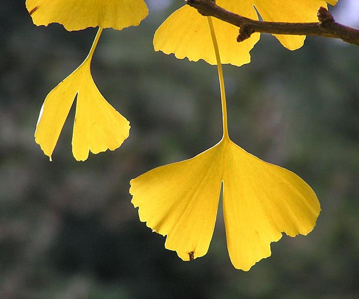 16_03840  Detailansicht von Herbst-Blttern des Ginko-Baumes; sie haben sich golden-gelb verfrbt und werden bald vom Baum fallen. Der Ginkobaum wird als "lebendes Fossil" bezeichnet, da er sich seit Millionen von Jahren kaum verndert hat.