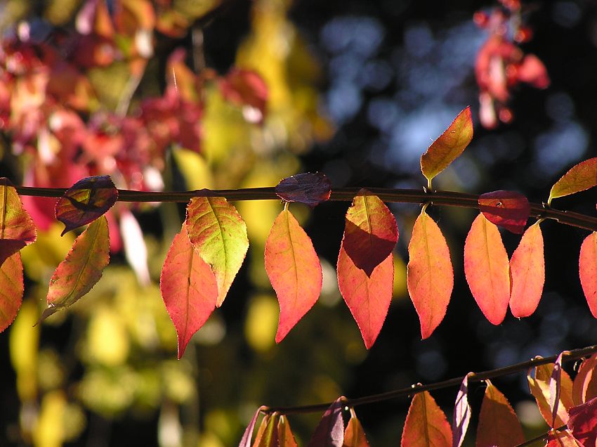 16_038142  in Rot und Gold-Gelb schimmert das Laub eines Strauches im Gegenlicht der Herbstsonne. Im Herbst ziehen sich die Pflanzensfte in den Stamm und Wurzeln zurck; das Chlorophyll, welches die Grnfrbung der Bltter verursacht wird abgebaut und durch Farbstoffe ersetzt, die die Bltter in den Herbstfarben einfrben.  www.christoph-bellin.de