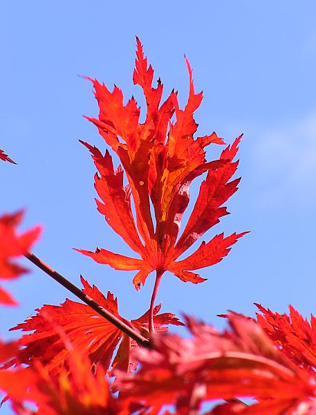 16_038144  das krftige Herbst-Rot eines japanischen Fcherahorn hebt sich kontrastreich vom blauen Himmel ab. Die Spitzen der Bltter werden schon brunlich, der Herbst hat begonnen.  www.christoph-bellin.de