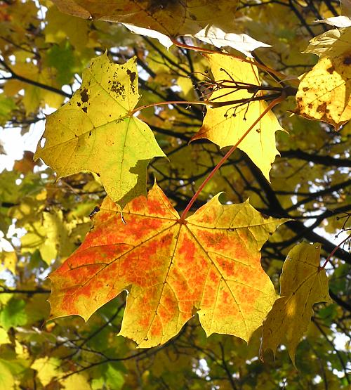 16_038146  die gelben Bltter des Ahorns frben sich rtlich, der Baum hat seine Frchte schon abgeworfen, die leeren Stngel hngen zwischen den Blttern.  www.christoph-bellin.de