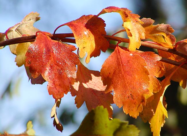 16_038147  Buntes Farbenspiel der herbstlichen Bltter in der Morgensonne; der Morgentau glnzt in der Sonne.  www.christoph-bellin.de