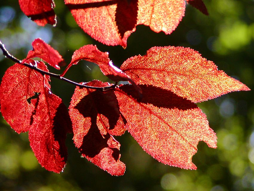 16_038148  die roten herbstlichen Laubbltter sind in Gegenlicht fast durchsichtig - die Mittelrippen und Seitenrippen sowie die netzartig verbundenen Leitbndel sind sehr gut zu erkennen.  www.christoph-bellin.de