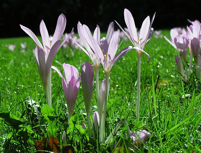 16_038150  Herbstzeilose ( Colchicum autumnale ) auf einer Wiese in Blte - sehr gut sind die Bltenrhre zu erkennen auf der die Blte hell violettfarbene Blte sitzt.  www.christoph-bellin.de