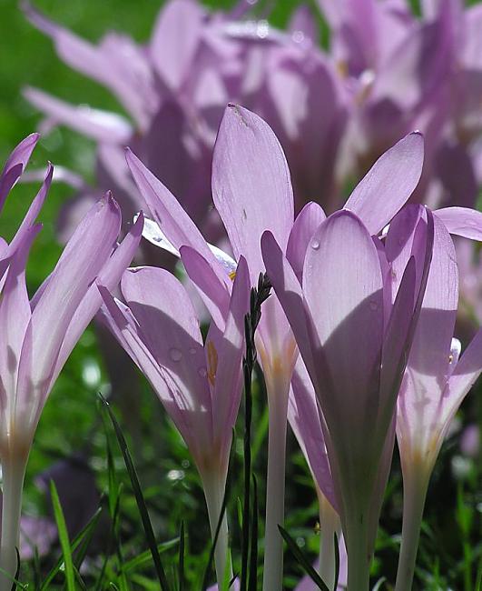 16_038151  neben den Samen sind die Blten der Herbst-Zeitlosen ( Colchicum autumnale ) giftig, sie enthalten das Gift Colchicin - allerdings werden sie werden auch als Heilpflanze gegen Gicht und Rheuma genutzt;  die Herbstzeitlose blht bis in den Oktober hinein, was der Pflanze ihren Namen gegeben hat. www.christoph-bellin.de