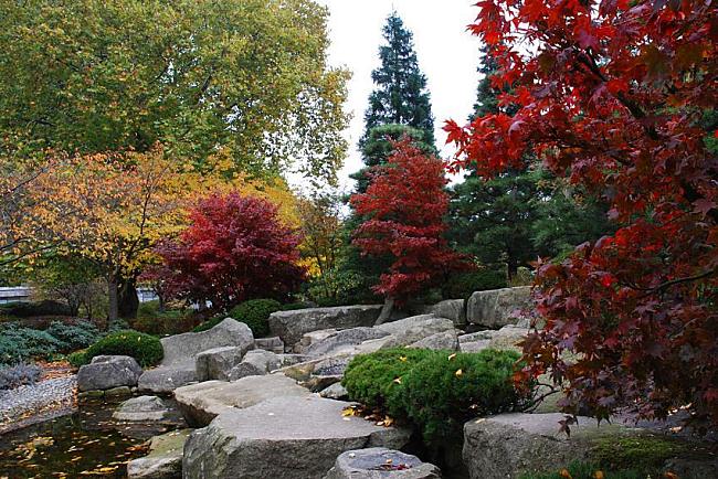 16_038153  japanischer Garten in Planten un Blomen - die japanische Fcherahorne haben ihre tiefrote Herbstfrbung angenommen. Das Laub von Struchern und Bumen ist gelb geworden; abgefallene Bltter schwimmen im Wasser der Hamburger Gartenanlage  www.christoph-bellin.de