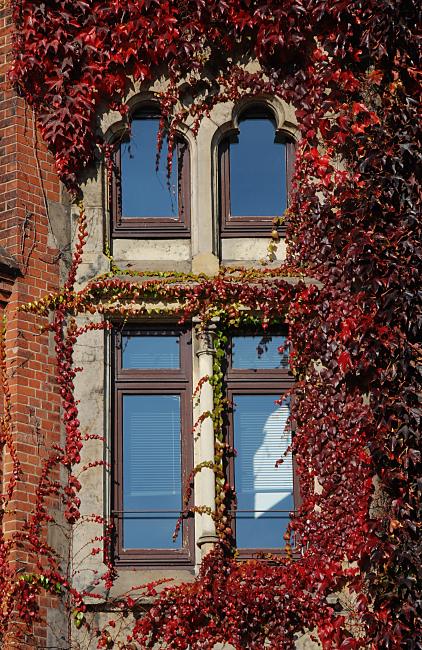 16_038159  Weinlaub im Herbst an einer Hausfassade in der Hamburger Speicherstadt. Tief Dunkelrot sind die Bltter der Kletterpflanze, die sich um die historischen Fenster vom Verwaltungshaus ranken.    www.christoph-bellin.de