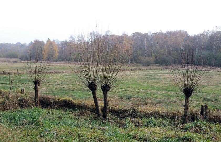 1708_2504 Blick auf die Volksdorfer Teichwiesen im Herbst - die Kopfweiden haben ihr Laub verloren. Die Teichwiesen in Hamburg Volksdorf sind eines der 29 Hamburger Naturschutzgebiete; Die subglazial (unter dem Eis) abflieenden Schmelzwsser haben das Tal bertieft; die tiefsten Bereiche der ursprnglichen Hohlform sind heute mit bis zu ber 6 m mchtigen holoznen Torf- und Muddeschichten verfllt.  