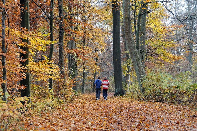 1723_2482 Mit Herbstlaub bedeckter Waldweg in Hamburg Volksdorf - zwei Jogger laufen ihre Runde im Herbstwald; hohe Buchen  und andere Laubbume stehen am Wegesrand. 