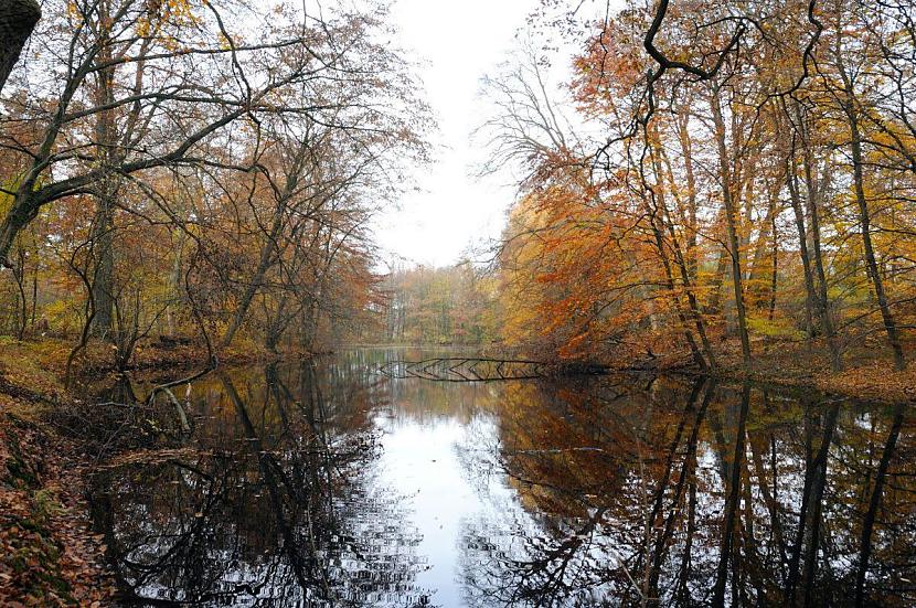 1727_2478 Teich im Wald in der Nhe der Volksdorfer Teichwiesen - Herbstbume stehen am Ufer des Sees; Herbstlaub schwimmt im Wasser.  