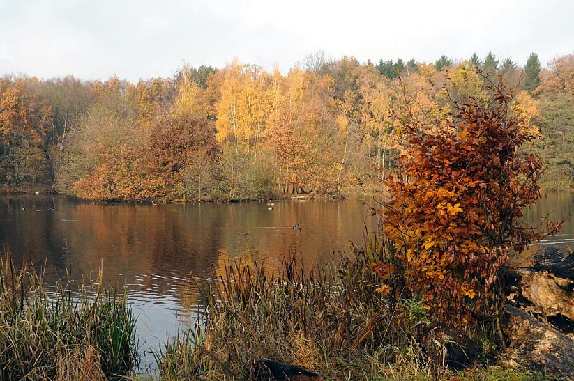 1735_2651 Blick ber den Alhorndiek-Teich in Hamburg Volksdorf - am Ufer des kleinen Sees stehen Bume, deren Laub in Herbstfarben leuchten; im Vordergrund Grser und Strucher am Ufer des Wassers.