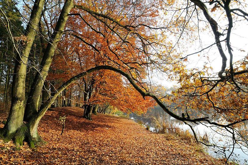 1753_2624 Sonniger Herbsttag am Ufer des Volksdorfer Alhorndiek Teichs - das gelbe von den Bumen abgefallene Herbstlaub liegt dicht am Ufer des kleinen Sees. Die ste der Bume ragen bis zum Wasser. Herbstbilder aus dem Hamburger Stadtteil Volksdorf; abgefallenes Laub am Ufer des Alhorndiekteich. 