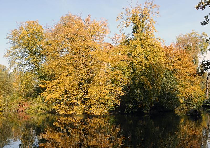1777_9302 Die Herbstsonne scheint auf die Bume am Ufer des kleinen Teichs am Herrenhaus in Hamburg Wohldorf Ohlstedt. Das Laub strahlt in goldgelben Herbstfarben und spiegelt sich im Wasser.