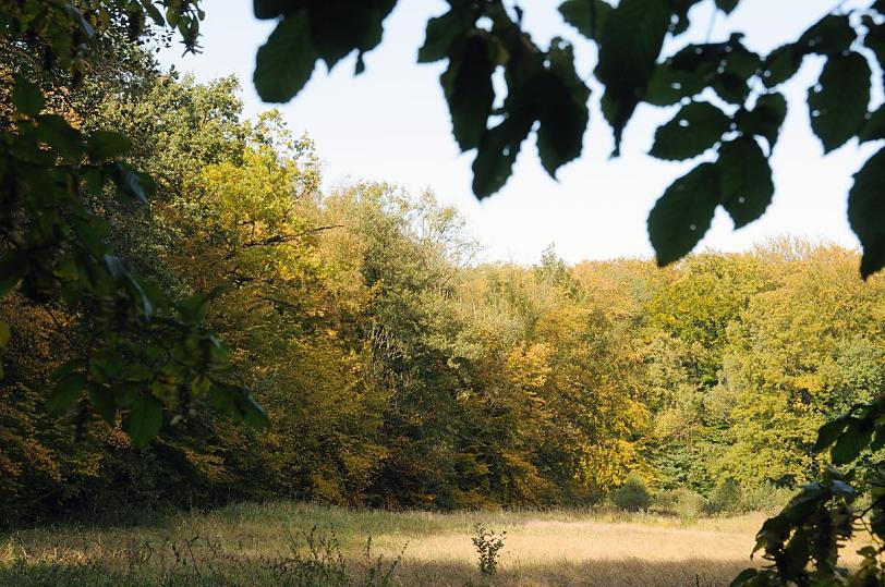 1793_9446 Die Sonne scheint auf eine Wald-Lichtung in Hamburg Wohldorf Ohlstedt - die Bltter der Bume zeigen schon eine Herbstfrbung.