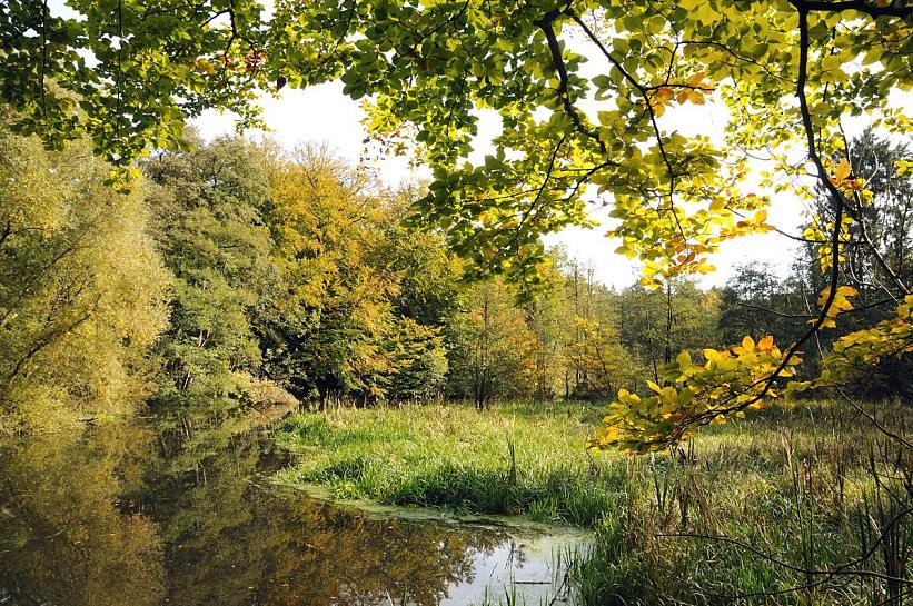 1796_9311 Ein Tmpel im Wald von Wohldorf Ohlstedt; die Bume stehen  am Ufer, das Laub beginnt sich herbstlich zu frben. Eine Wiese mit hohem Gras wchst in das Wasser hinein.