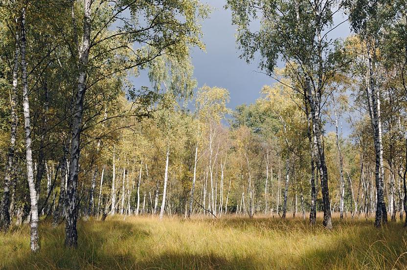 1803_0046 Die Herbstsonne scheint in das kleine Wldchen mit Birken; die hellen Birkenstmme strahlen in der Sonne. Die Bltter der Laubbume sind herbstlich gelb gefrbt - im Hintergrund ein dunkelgrauer Gewitterhimmel.