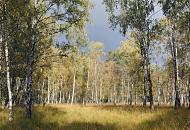 1803_0046 Die Herbstsonne scheint in das kleine Wldchen mit Birken; die hellen Birkenstmme strahlen in der Sonne. Die Bltter der Laubbume sind herbstlich gelb gefrbt - im Hintergrund ein dunkelgrauer Gewitterhimmel. 