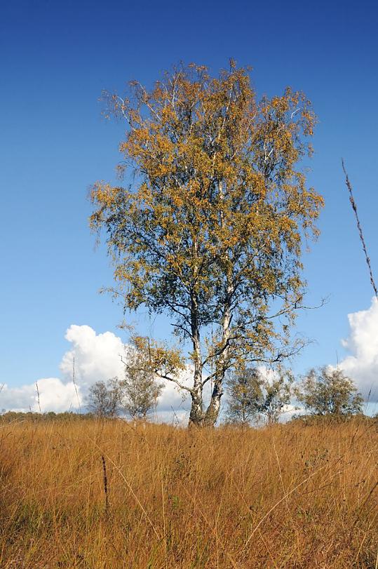 1807_0068 Eine Birke steht im Duvenstedter Brook uf einer Wiese - die Grashalme sind braun gefrbt. Das gelbe Herbstlaub des Baumes zeichnet sich vor dem blauen Himmel ab.