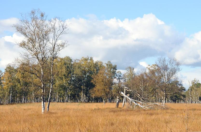 811_0138 Blick ber eine trockene Wiese im Duvenstedter Brook - die Halme sind braun-gelb gefrbt. Zwei durch eine Sturm abgeknickte Birken, im Hintergrund ein Birkenwldchen - die Bume haben herbstlich gelbe Bltter.