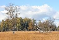 1811_0138 Blick ber eine trockene Wiese im Duvenstedter Brook - die Halme sind braun-gelb gefrbt. Zwei durch eine Sturm abgeknickte Birken, im Hintergrund ein Birkenwldchen - die Bume haben herbstlich gelbe Bltter.