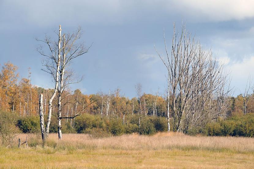 1815_0172 Abgestorbene Birken stehen auf einer drren Weide im Duvenstedter Brook. Hinter jungen Bumen und Struchern ist am Wiesenrand ein herbstlicher Birkenwald mit seinen weissen Baumstmmen zu erkennen. Der Himmel ist dunkel gefrbt; es scheint ein Gewitter aufzuziehen.