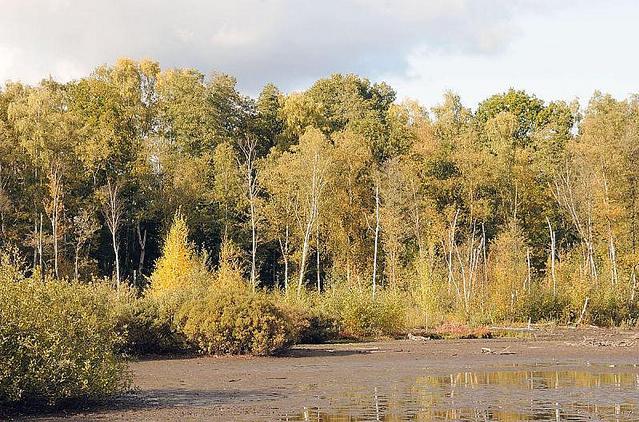 1833_9939 Blick ber die Moorlandschaft des Naturschutzgebiets Eppendorfer Moor in der Hansestadt Hamburg - am Rand der Moorflche wachsen Weiden und Strucher. Im Hintergrund Lubbume, deren Bltter herbstlich gelb und braun gefrbt sind.