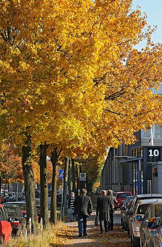 1887_0684 Ahornbume mit goldgelben Herbstlaub in der Berzeliusstrasse in Hamburg Billbrook. Autos parken auf der Strasse und dem Gehweg, Passanten gehen durch das Laub, dass auf dem Fussweg liegt.