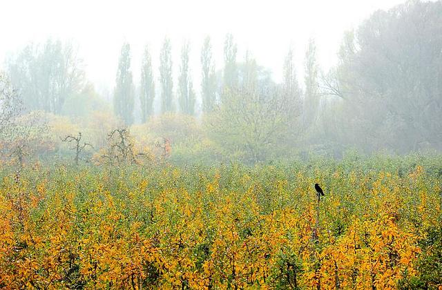 1891_1839 Die Bltter der Apfelbume auf einer Apfelplantage in Hamburg Finkenwerder sind gelb und braun herbstlich gefrbt; leichter Nebel liegt ber der Landschaft - ein Krhe sitzt auf der Spitze eines Baumes.