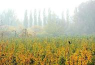 1891_1839 Die Bltter der Apfelbume auf einer Apfelplantage in Hamburg Finkenwerder sind gelb und braun herbstlich gefrbt; leichter Nebel liegt ber der Landschaft - ein Krhe sitzt auf der Spitze eines Baumes.