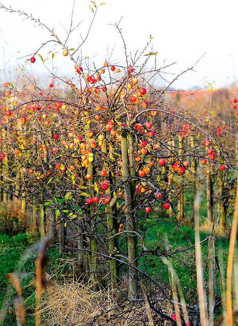 1894_2030 Rot und gelb leuchten die pfel an einem Apfelbaum in Hamburg Finkenwerder - dicht an dicht hngen die Herbstfrchte an den sten des Obstbaums, der seine Bltter schon verloren hat. 