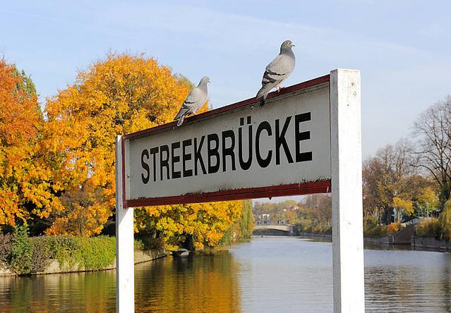 327_0635 Zwei Tauben sitzen auf dem Schild Streekbrcke am Schiffsanleger und blicken auf die Alster. Am Ufer stehen grosse Laubbume deren Laub herbstlich gelb-rot gefrbt ist.