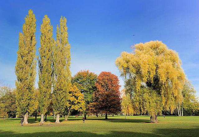 390_0707 Herbst in der Hansestadt Hamburg - auf einer Wiese im Alstervorland stehen Bume, deren Bltter eine unterschiedliche Herbstfrbung tragen; der Himmel ist blau und ohne Wolken. 