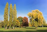 390_0707  Herbst in der Hansestadt Hamburg - auf einer Wiese im Alstervorland stehen Bume, deren Bltter eine unterschiedliche Herbstfrbung tragen; der Himmel ist blau und ohne Wolken. 