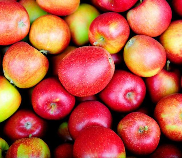 831_1846  Rote Äpfel sind frisch geerntet und liegen in einer Kiste. 