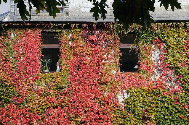 887_9876 Die Fassade eines Wohnhauses ist mit wildem Wein bedeckt - der grte Teil der Bltter der Rankpflanze hat sich schon herbstlich rot gefrbt. 