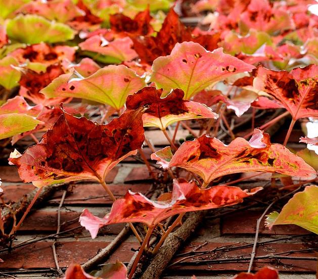 887_9876 Wilder Wein rankt sich an einer Hausfassade empor - die Bltter haben eine tiefrote Herbstfrbung. 